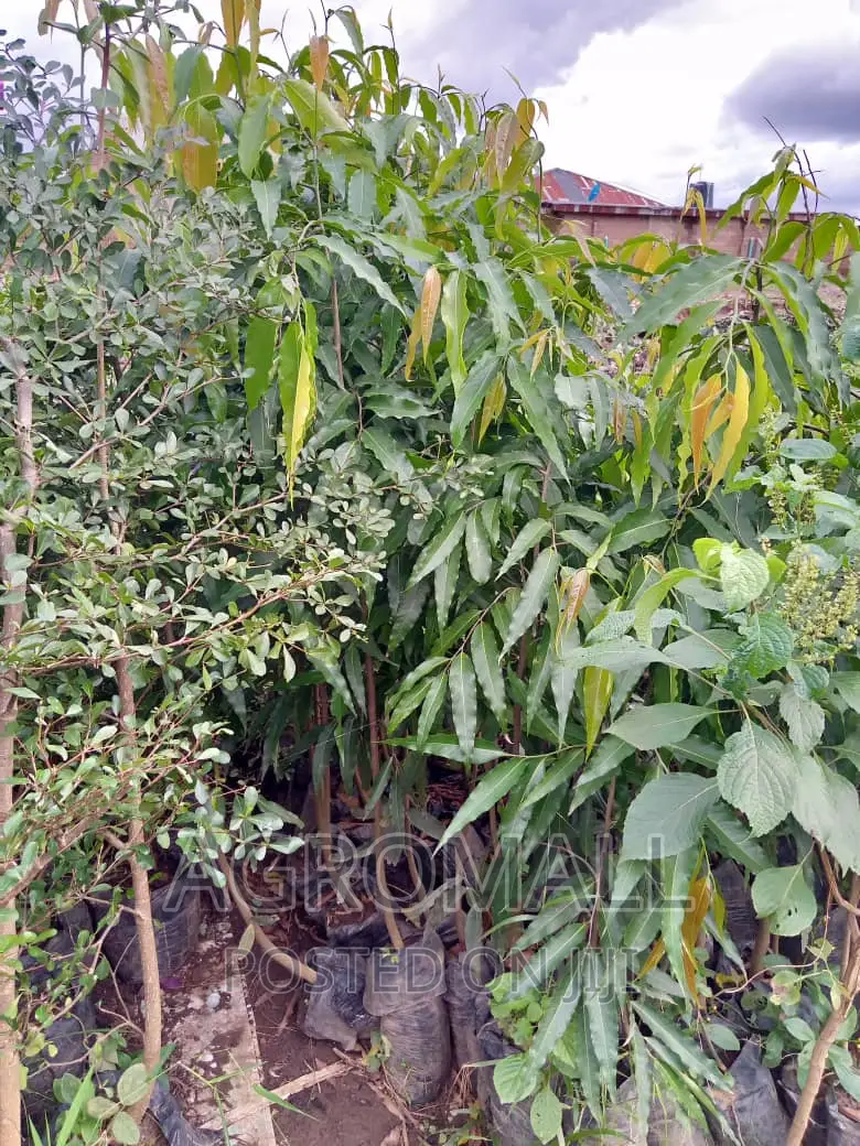 Exotic and Ornamental Plants/Flowers