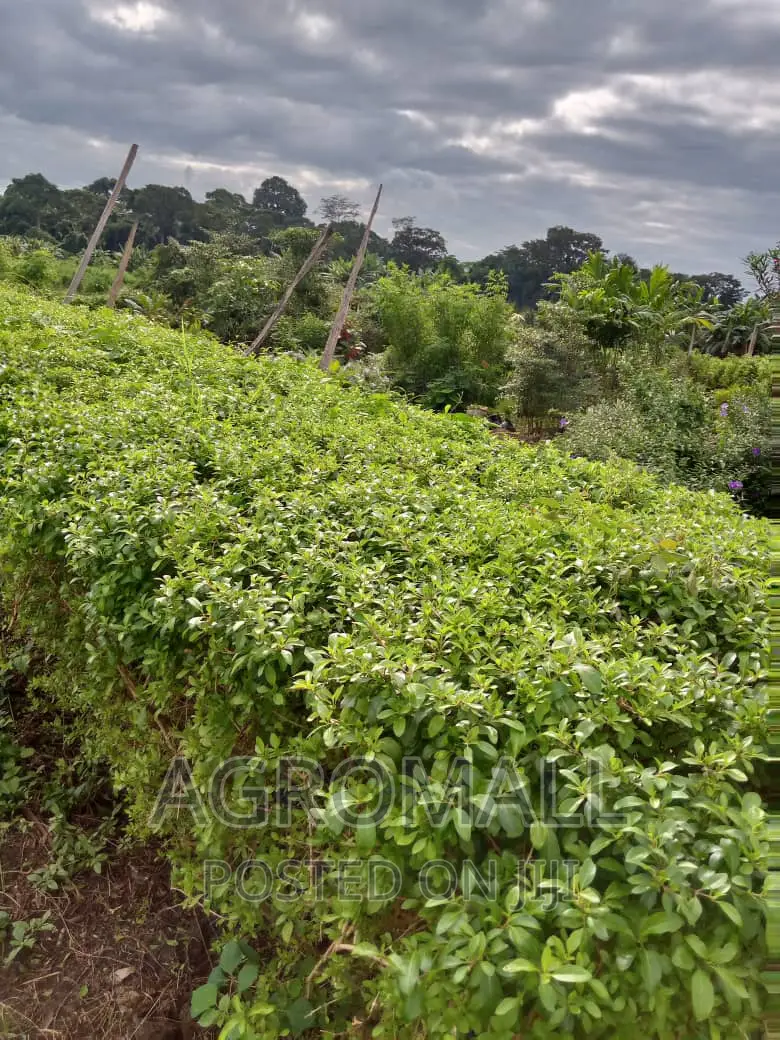Exotic and Ornamental Plants/Flowers