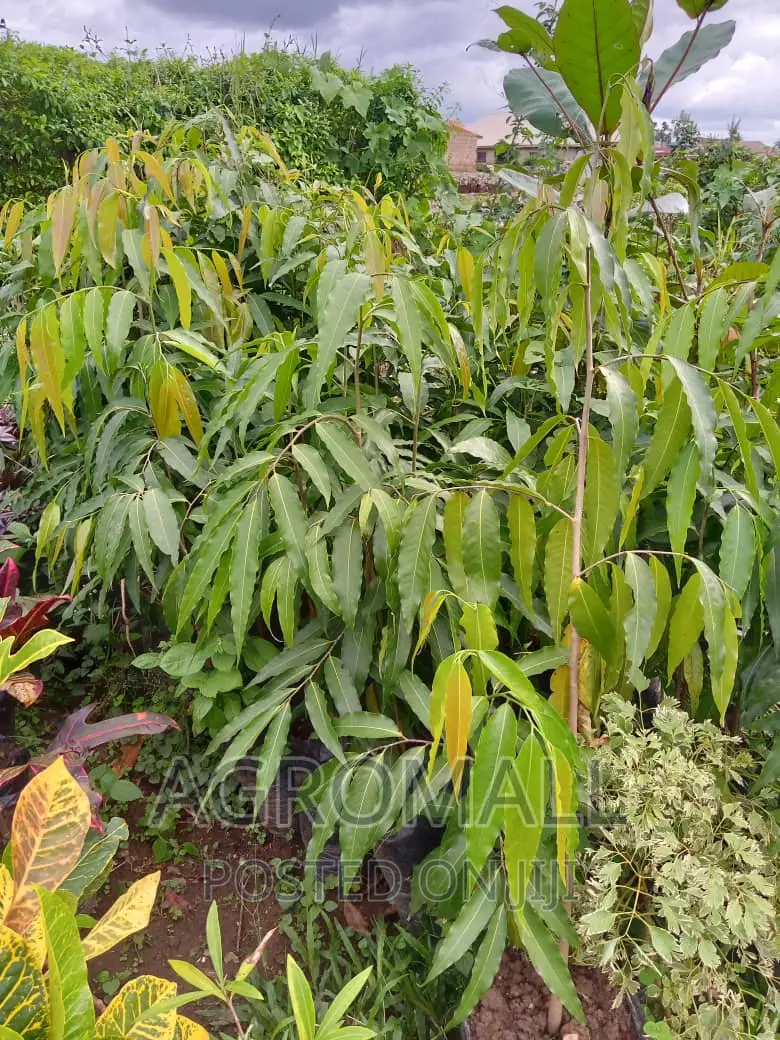 Exotic and Ornamental Plants/Flowers