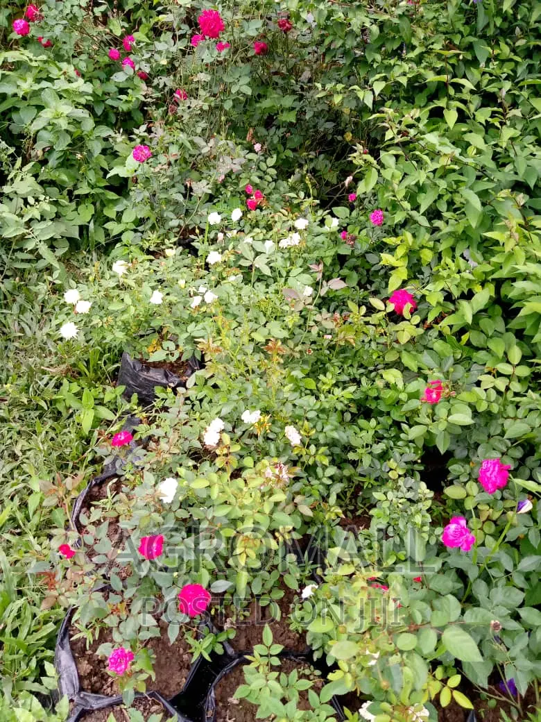 Exotic and Ornamental Plants/Flowers