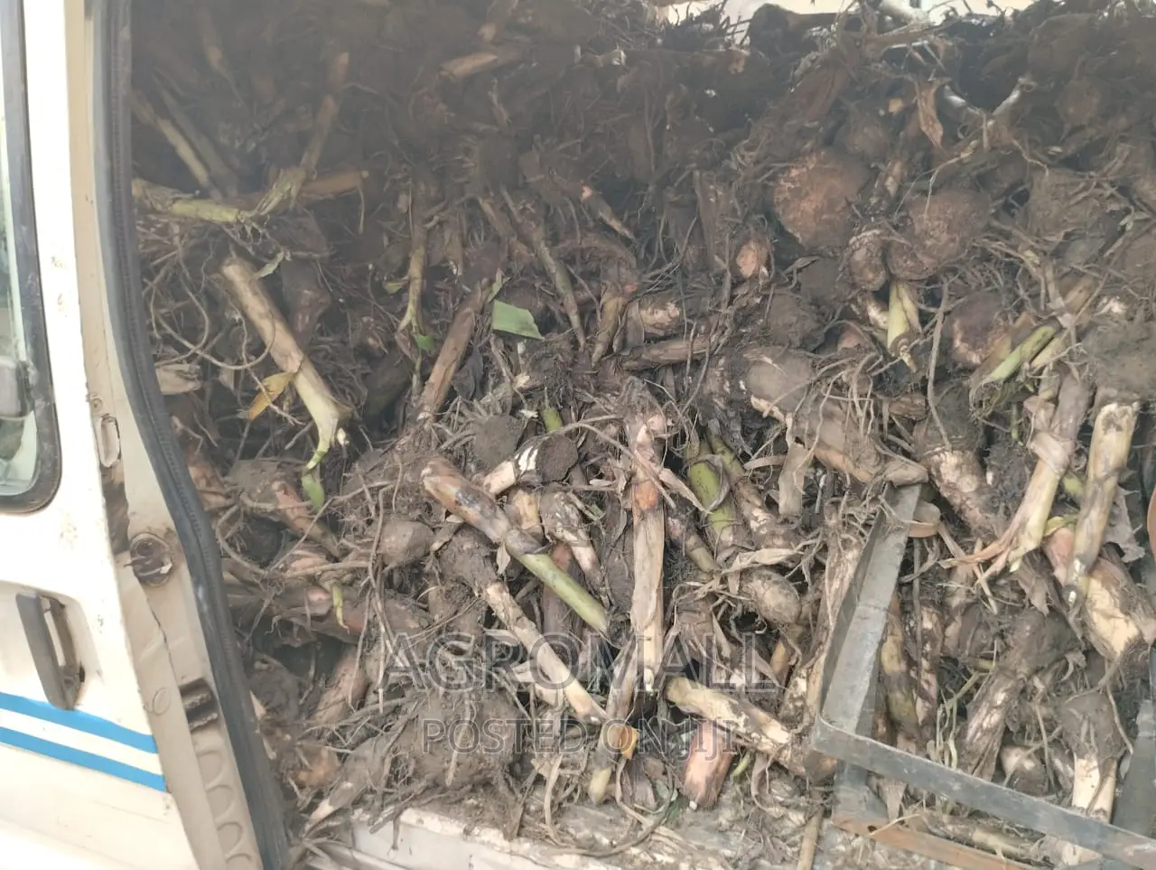 Plantain Suckers/ Banana Suckers Varieties