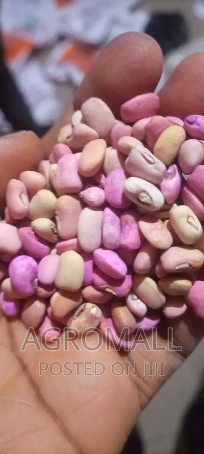 Cowpea Beans _ Sampea/Fumpea