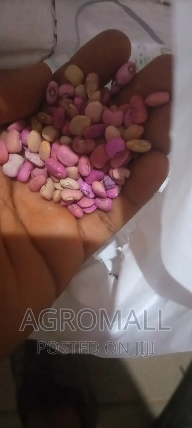 Cowpea Beans _ Sampea/Fumpea