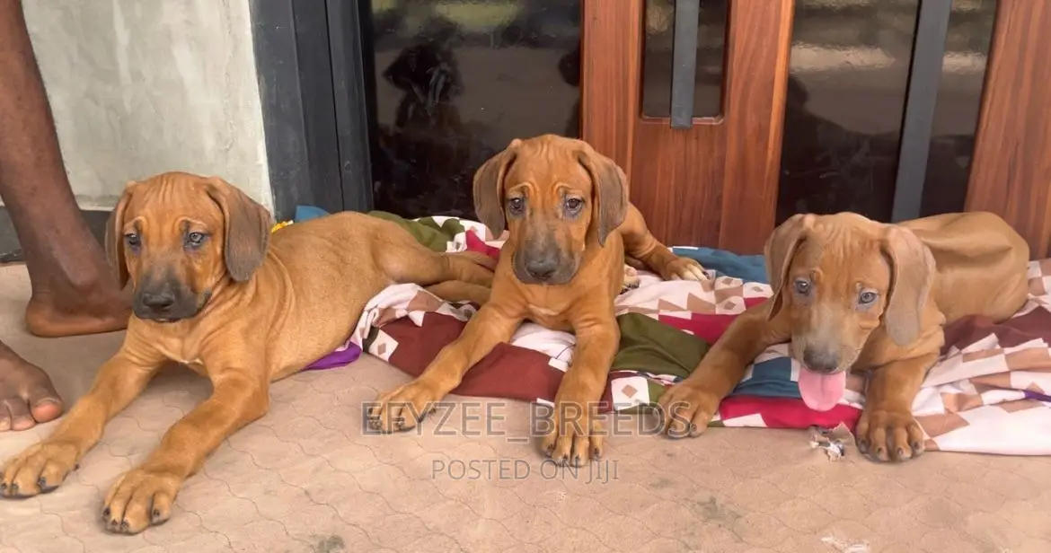 1-3 months Male Purebred Rhodesian Ridgeback