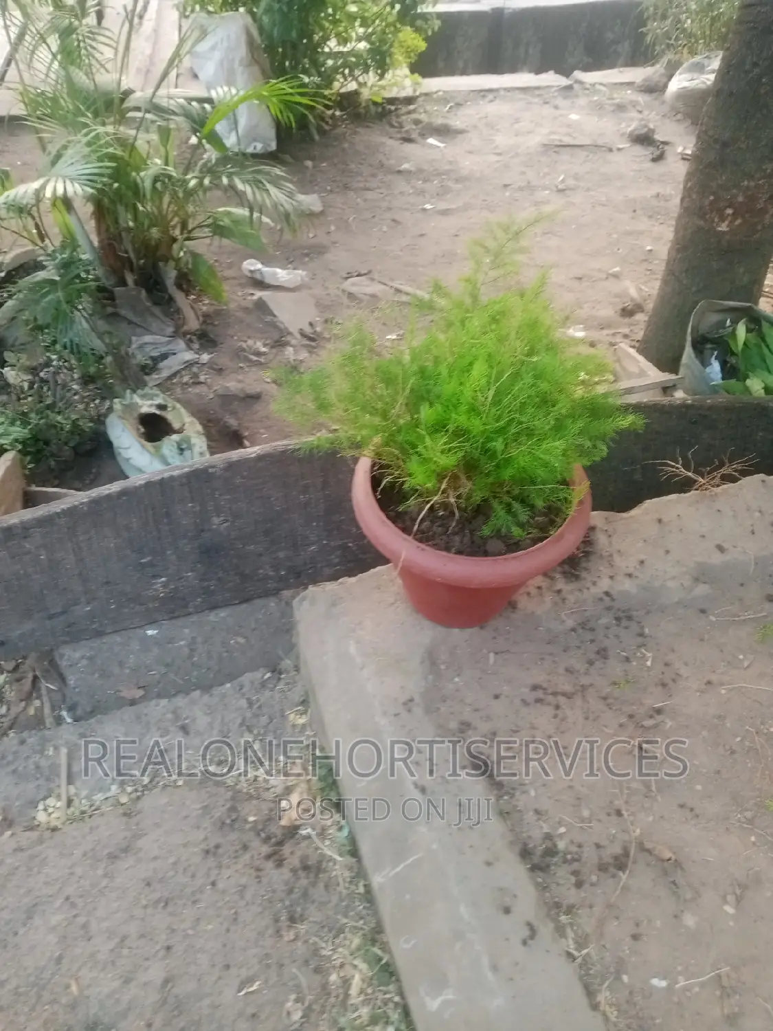 Live Potted Plant for Home,Office Beautification