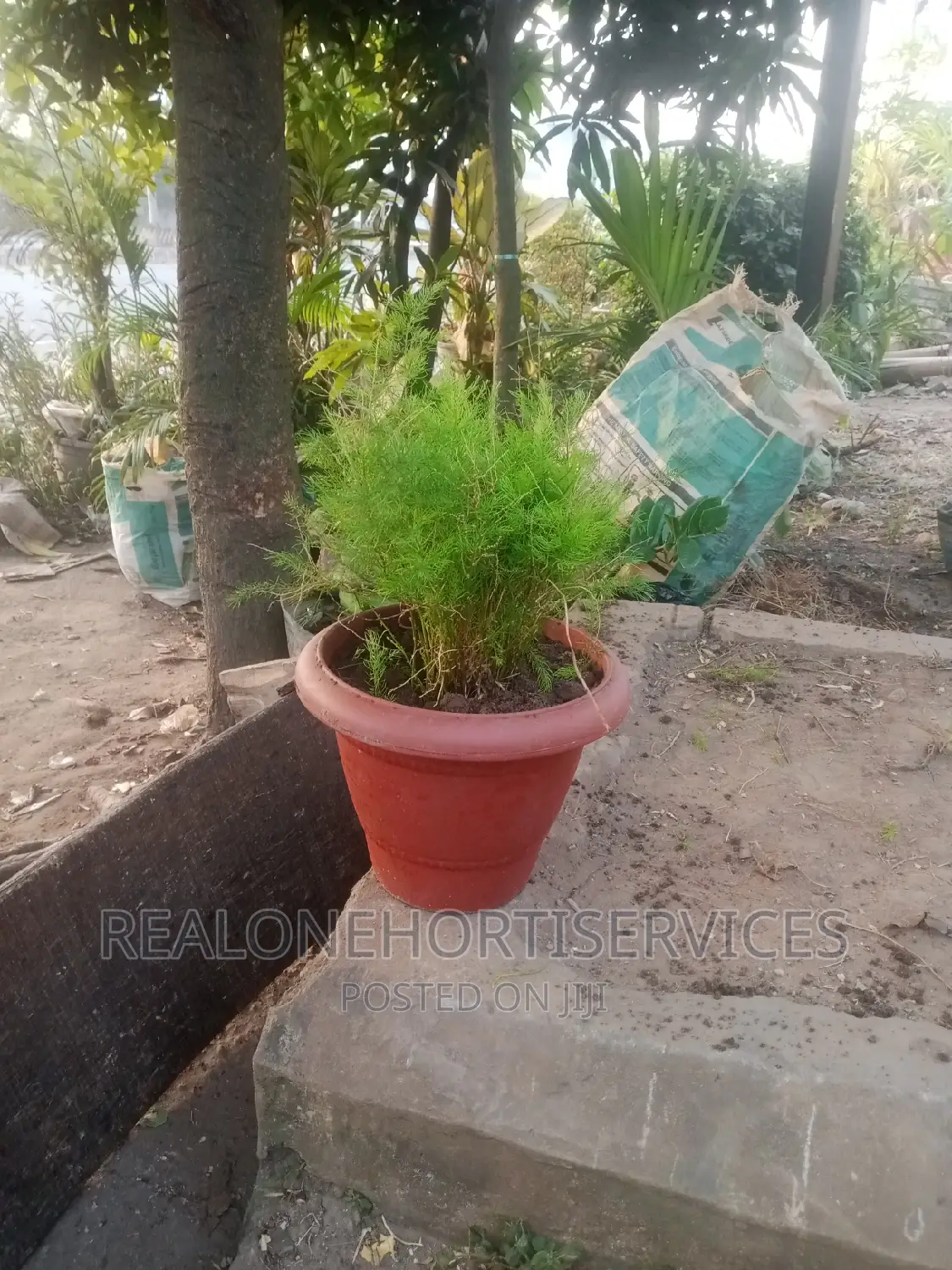 Live Potted Plant for Home,Office Beautification