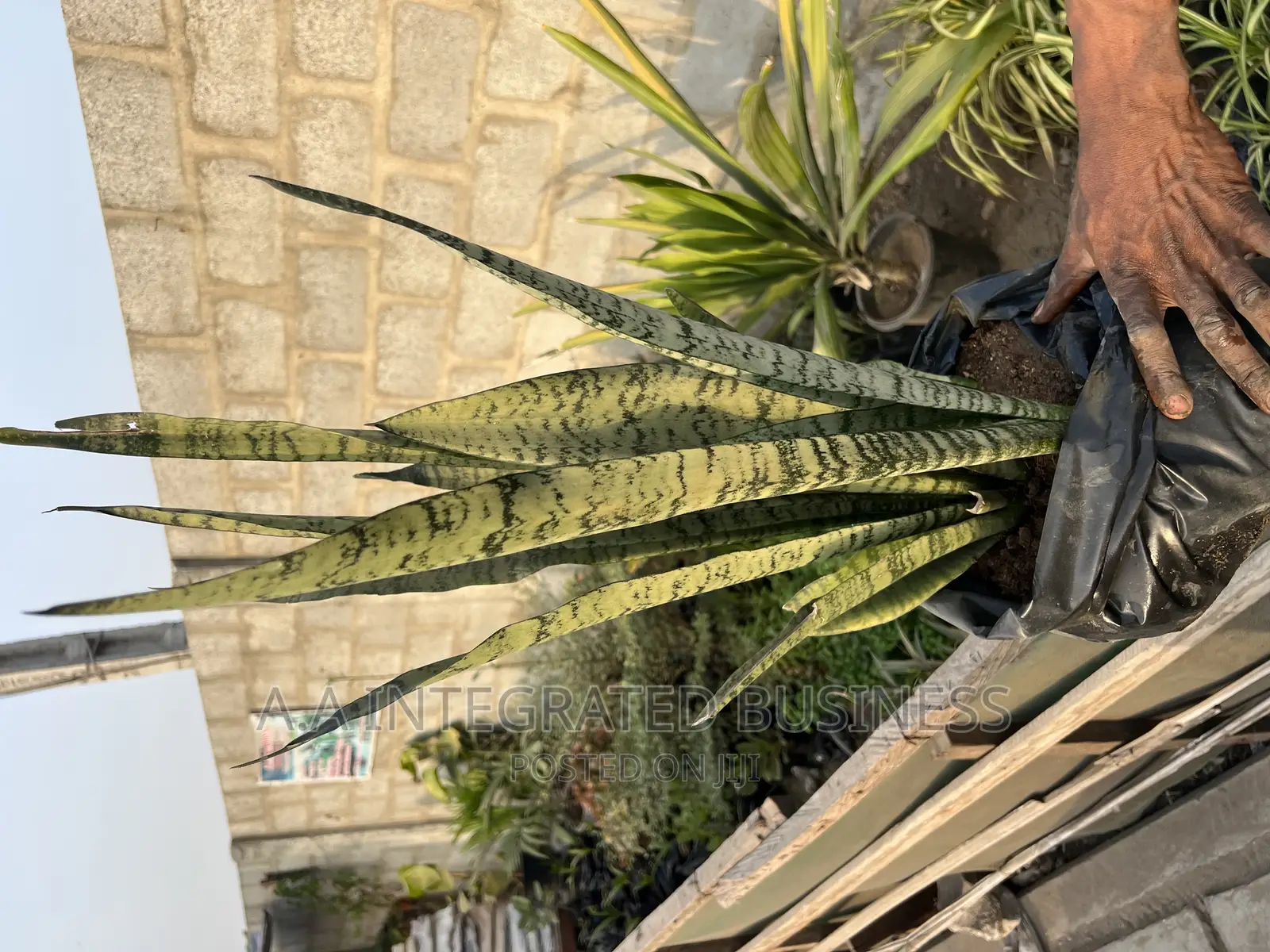 Snake Plants Green (Real Plants)