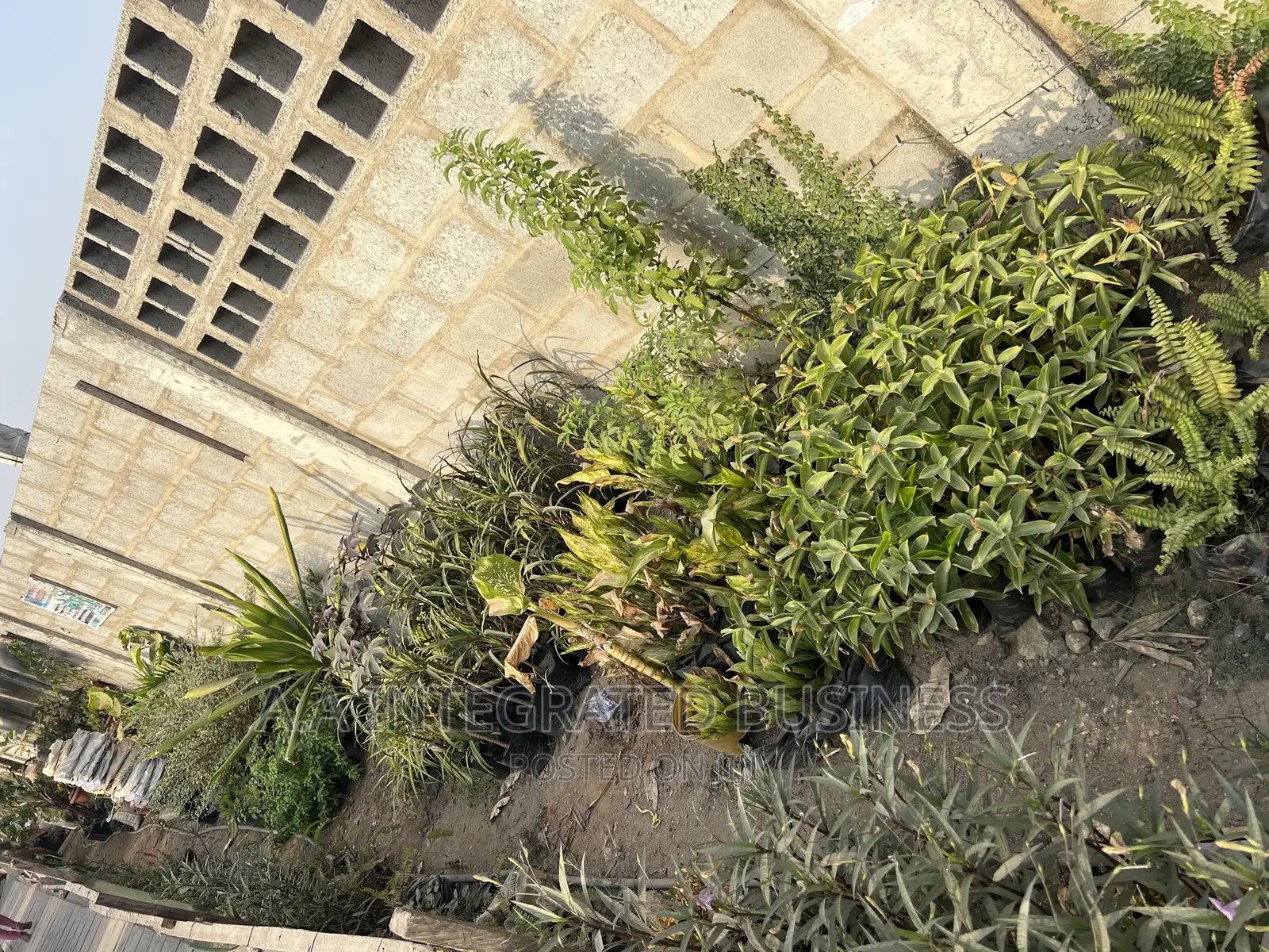 Real Plants Available