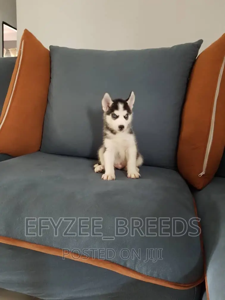 1-3 months Male Purebred Siberian Husky