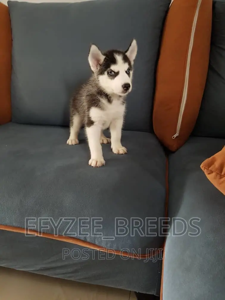 1-3 months Male Purebred Siberian Husky