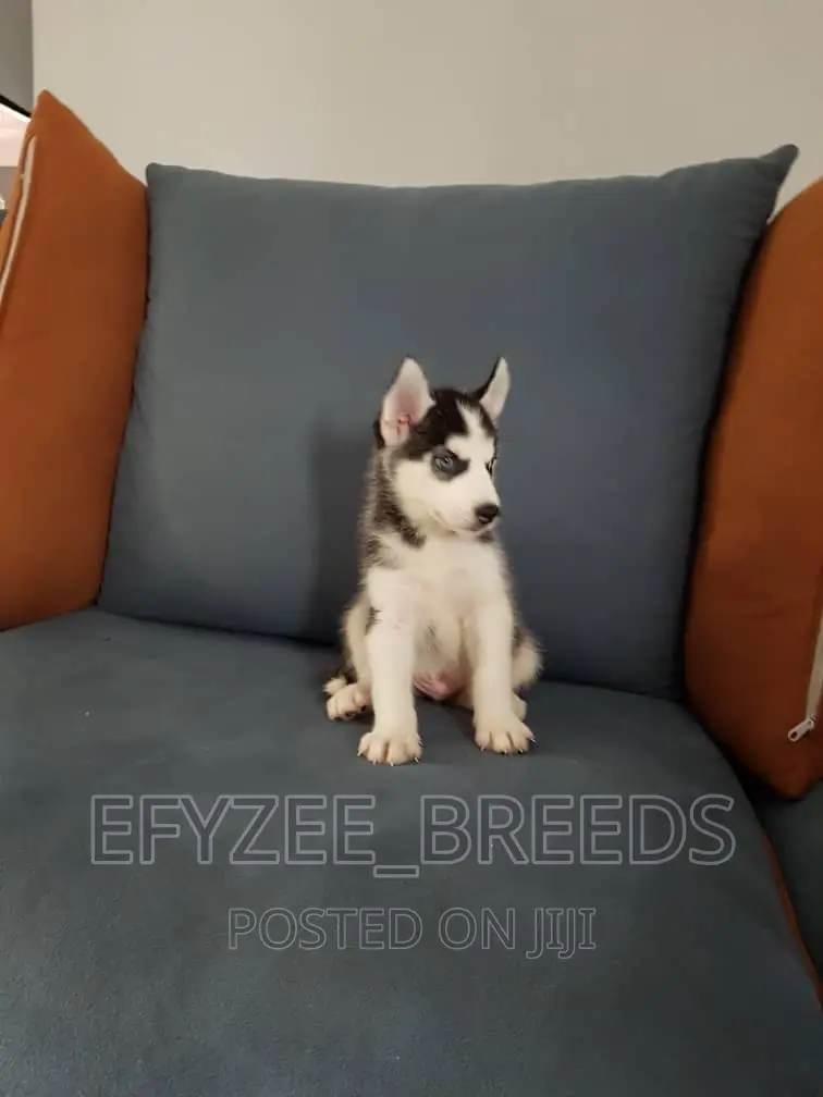 1-3 months Male Purebred Siberian Husky