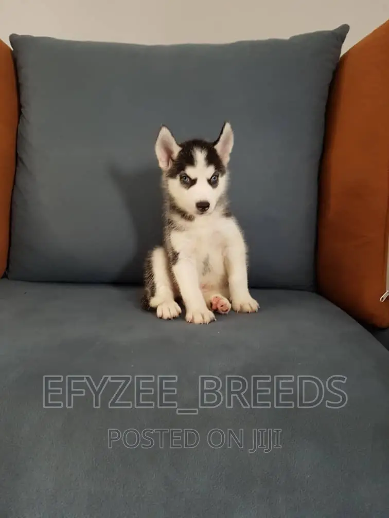 1-3 months Male Purebred Siberian Husky