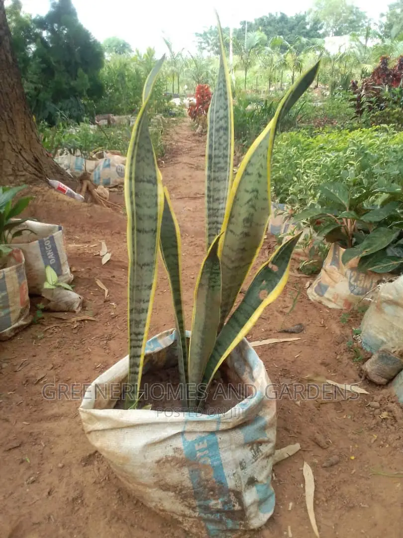 Sansevieria Plant A.K.A Snakeplant