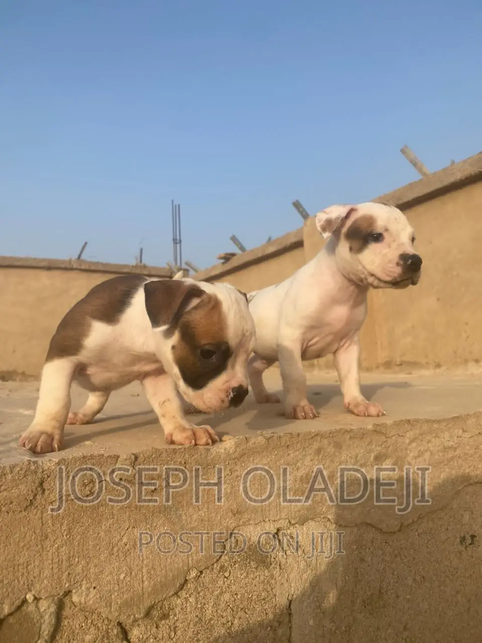 1-3 months Female Purebred American Pit Bull Terrier