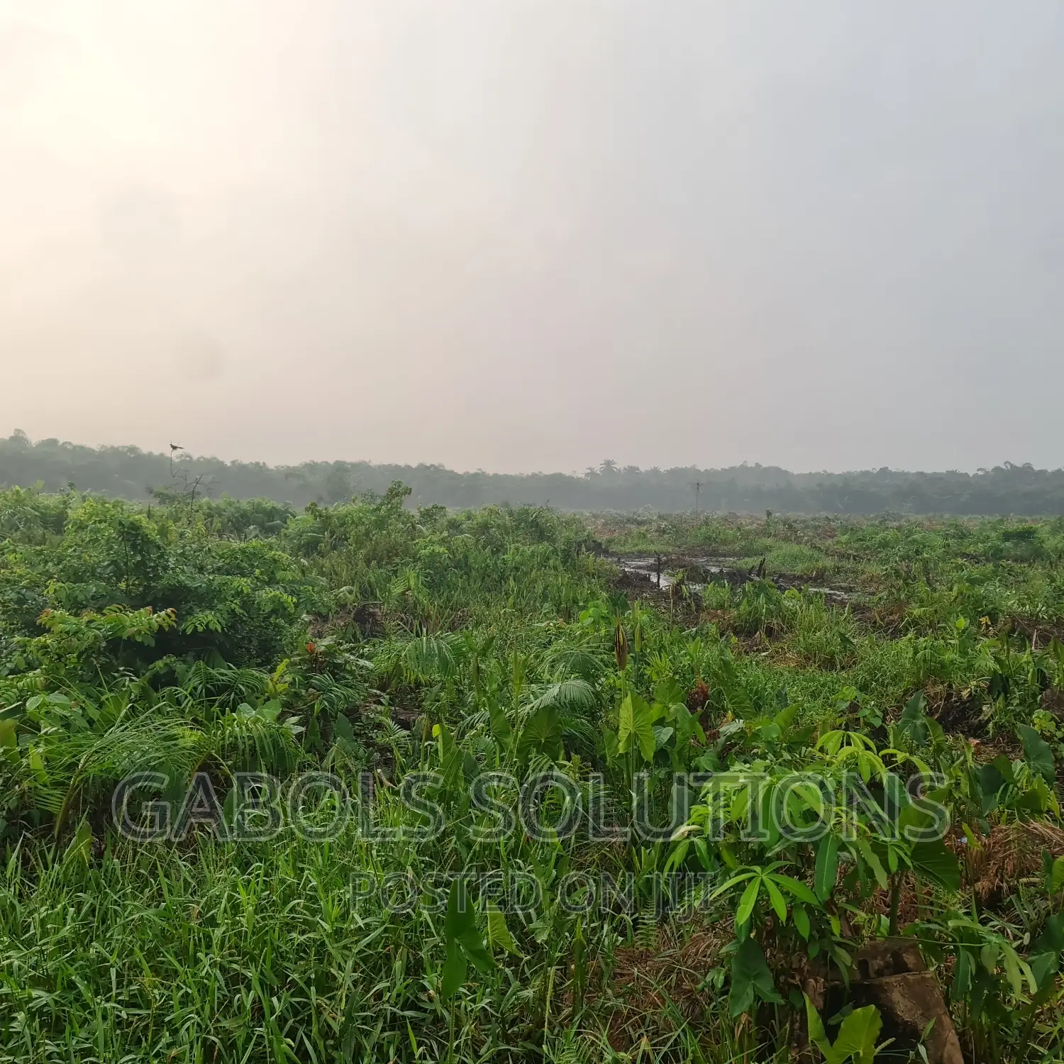 Swamp Clearing and Bush Clearing Swamp Buggy