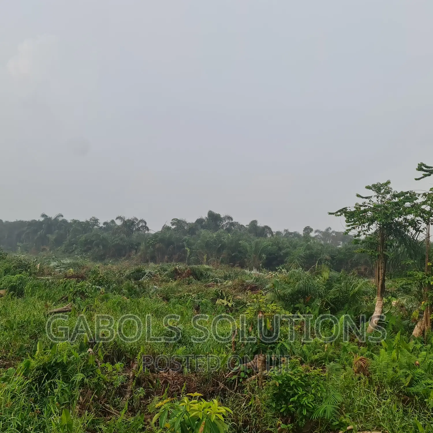 Swamp Roads for Temporary Access