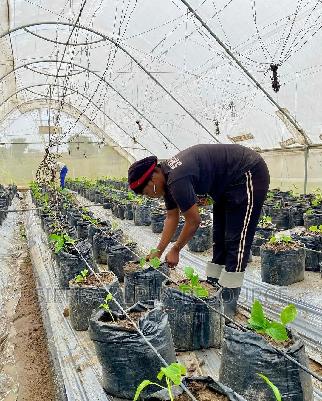 Growing Bags