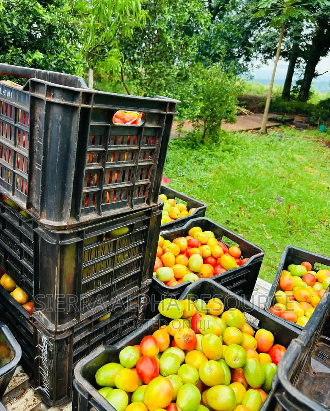 Vegetable Crates