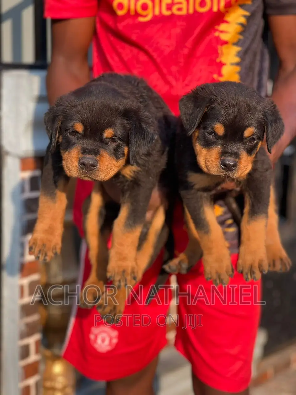 1-3 months Female Purebred Rottweiler