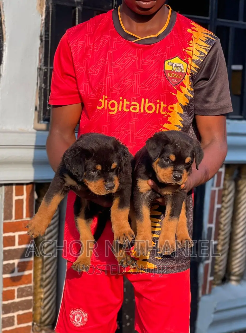 1-3 months Female Purebred Rottweiler