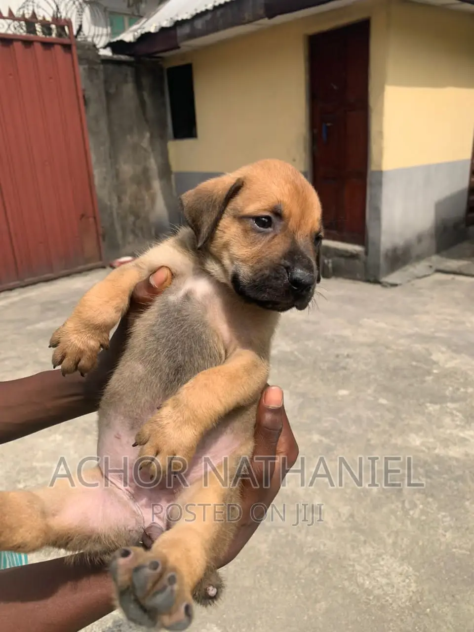 1-3 months Male Purebred Boerboel