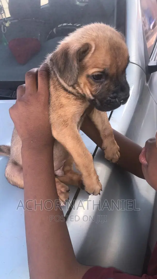 1-3 months Male Purebred Boerboel
