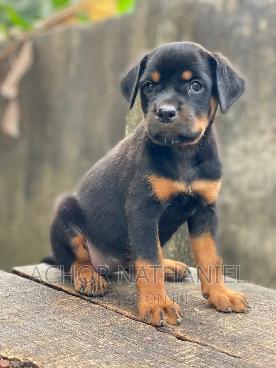 1-3 months Female Purebred Rottweiler
