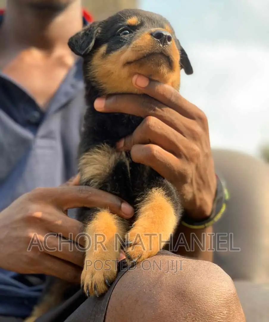 1-3 months Female Purebred Rottweiler