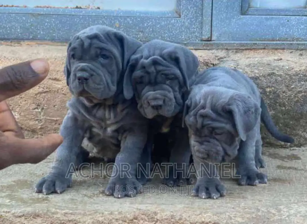 1-3 months Female Purebred Neapolitan Mastiff