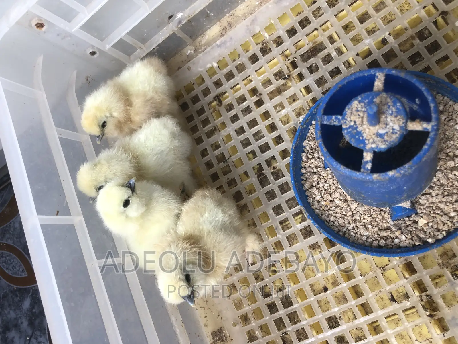 Day Old Silky Chickens