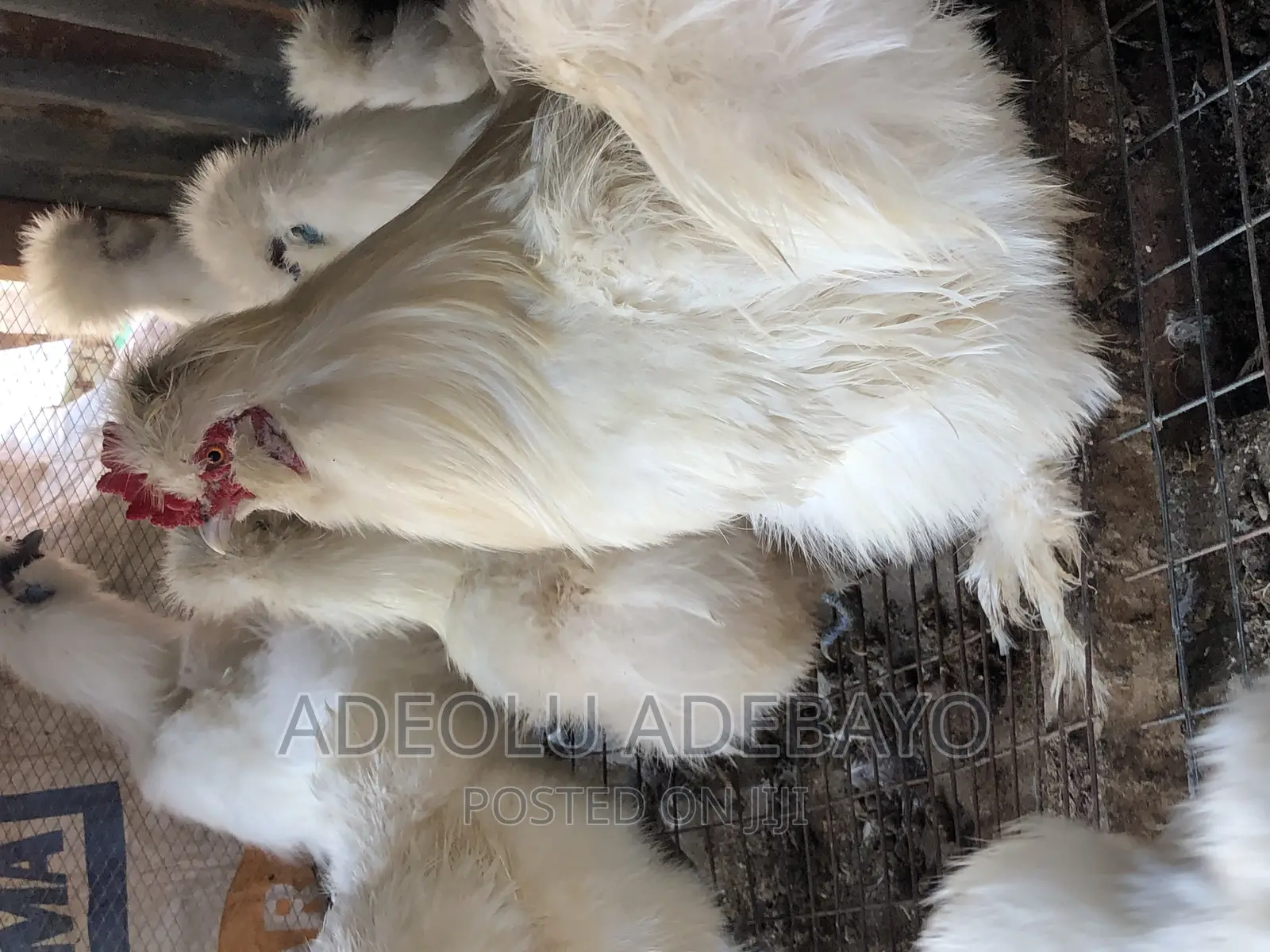 Day Old Silky Chickens