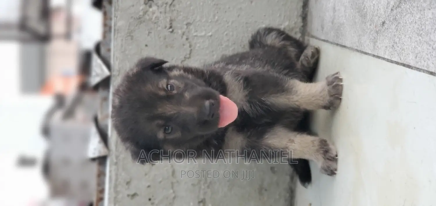 1-3 months Female Purebred German Shepherd
