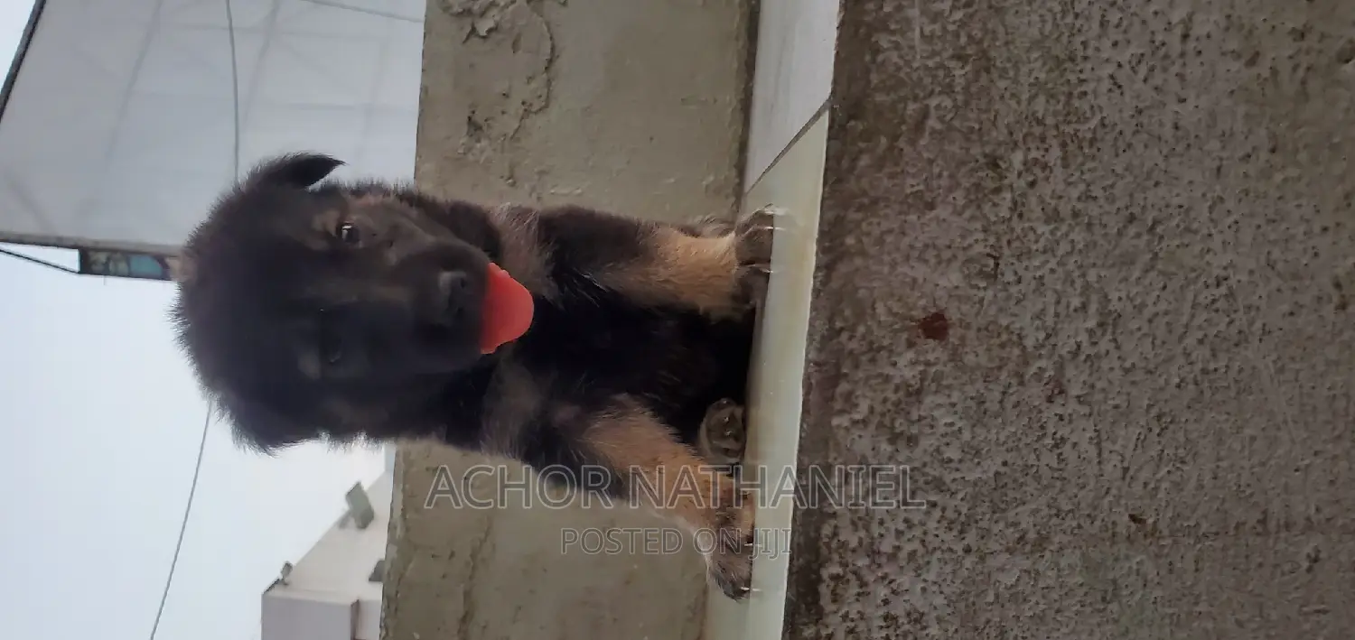 1-3 months Female Purebred German Shepherd