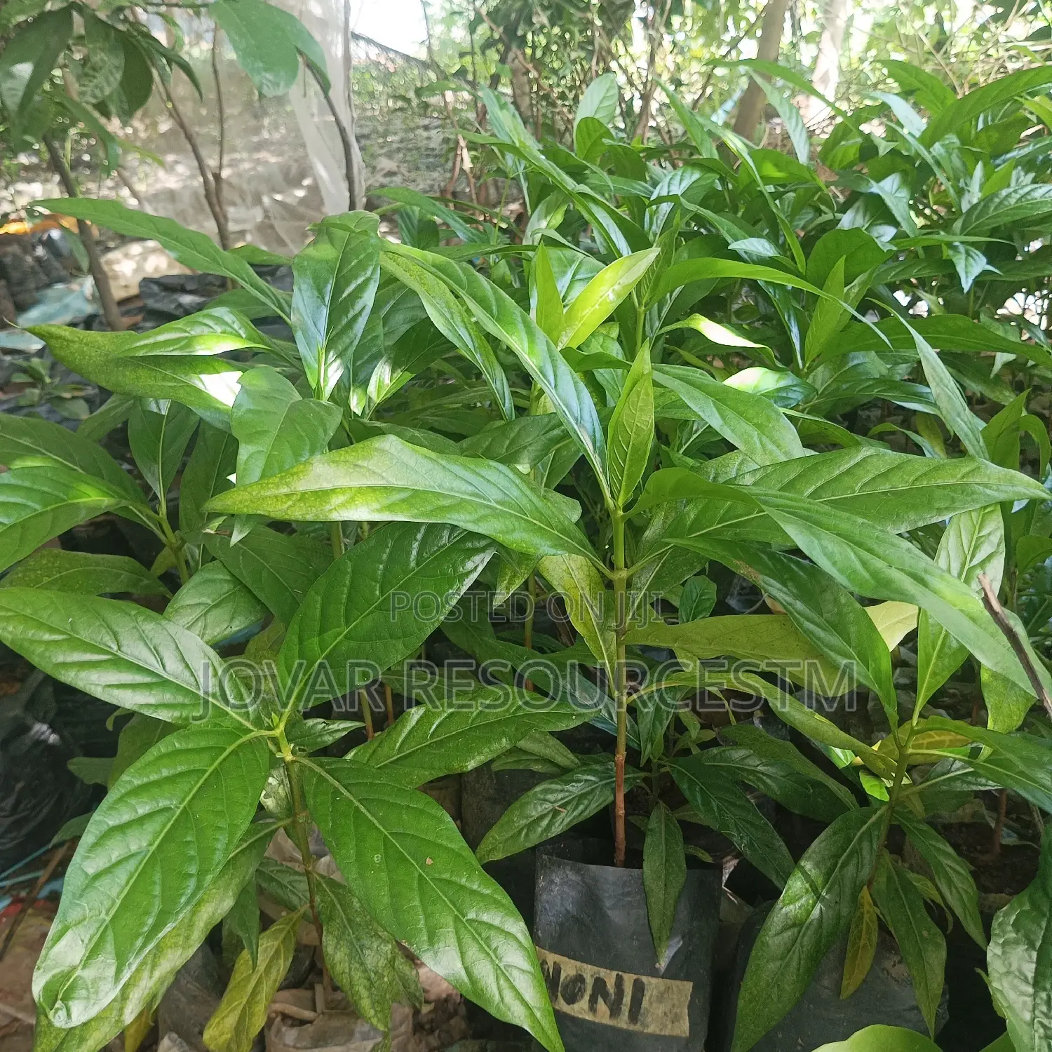 Best Noni Plant Seedling