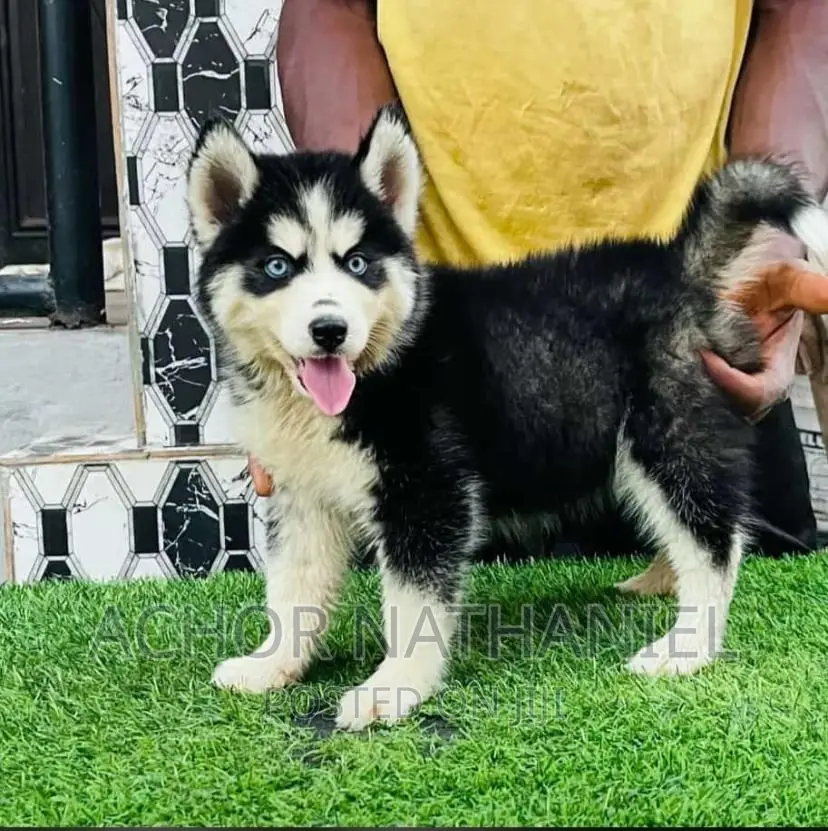 1-3 months Female Purebred Siberian Husky