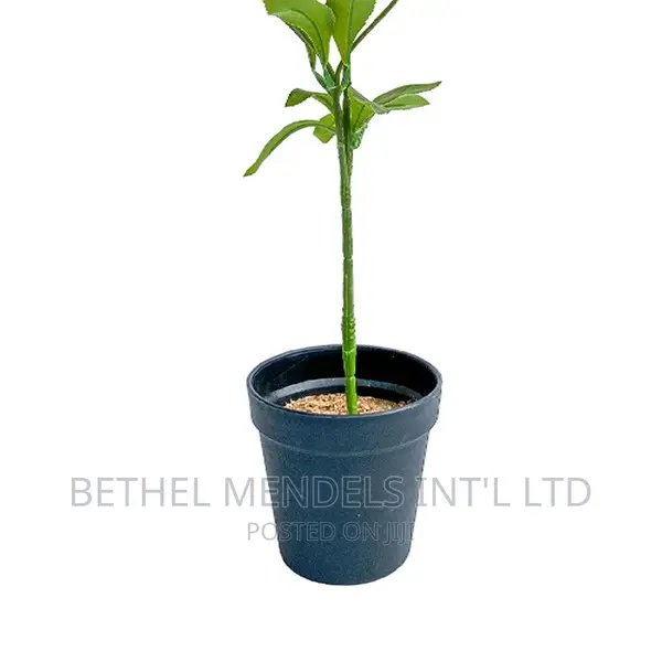 Artificial Plants/Flowers | Mini Potted Houseplants for Sale