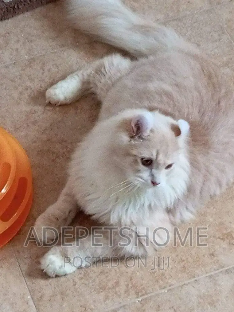 6-12 months Female Purebred American Curl
