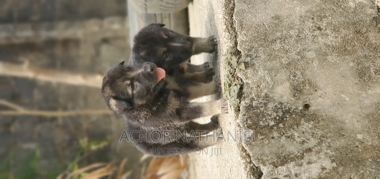 1-3 months Female Purebred German Shepherd