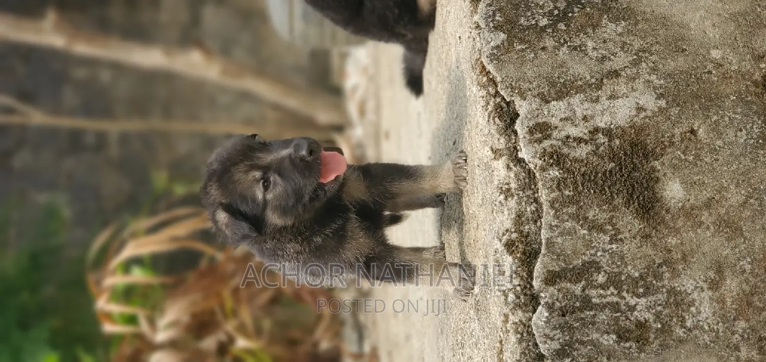 1-3 months Female Purebred German Shepherd