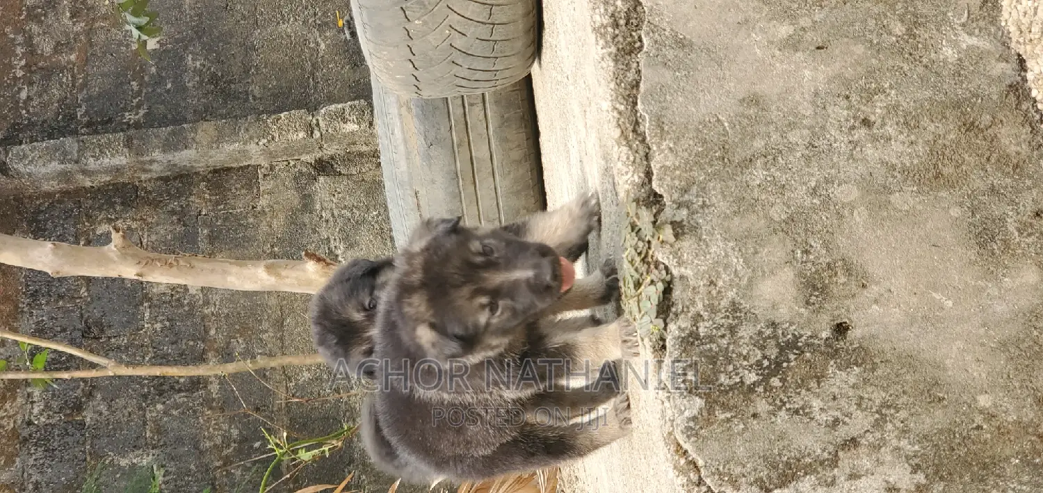 1-3 months Female Purebred German Shepherd