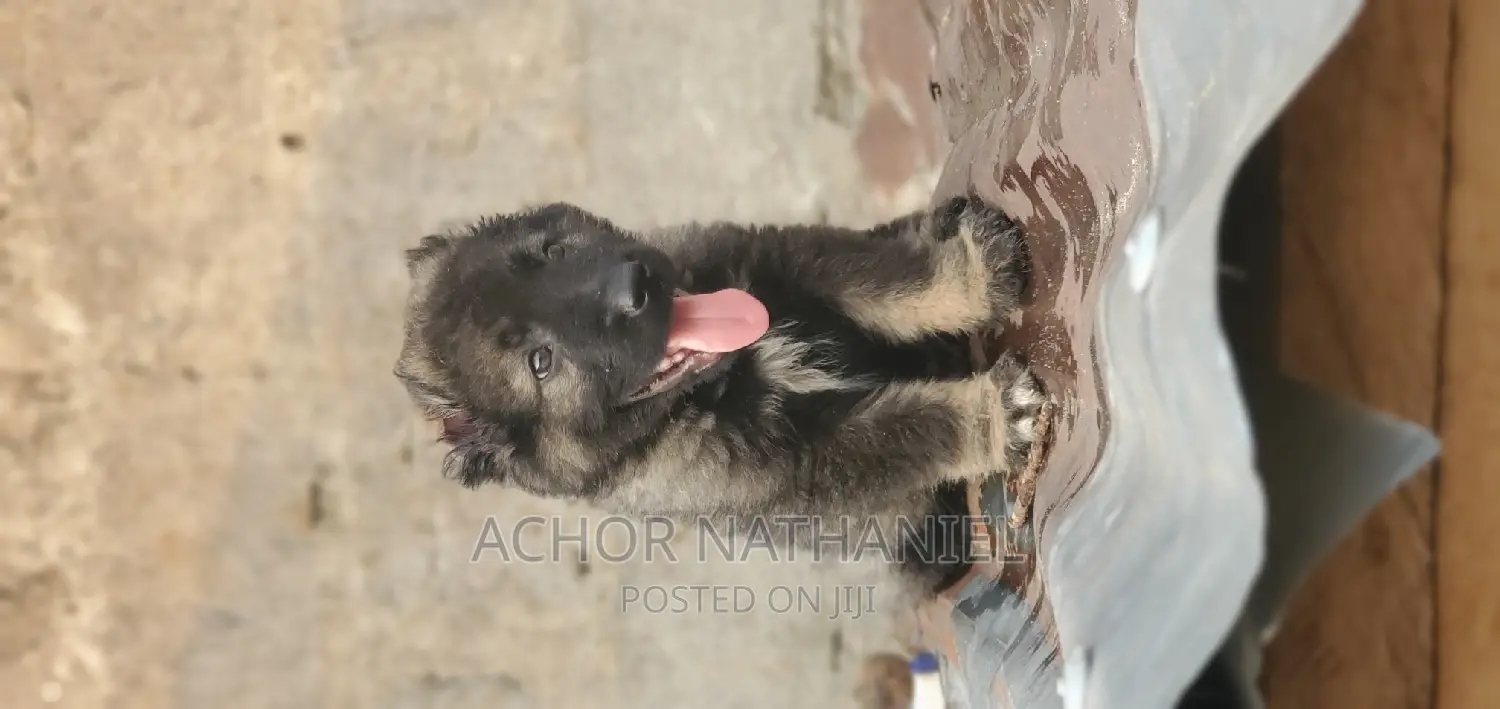 1-3 months Male Purebred Caucasian Shepherd