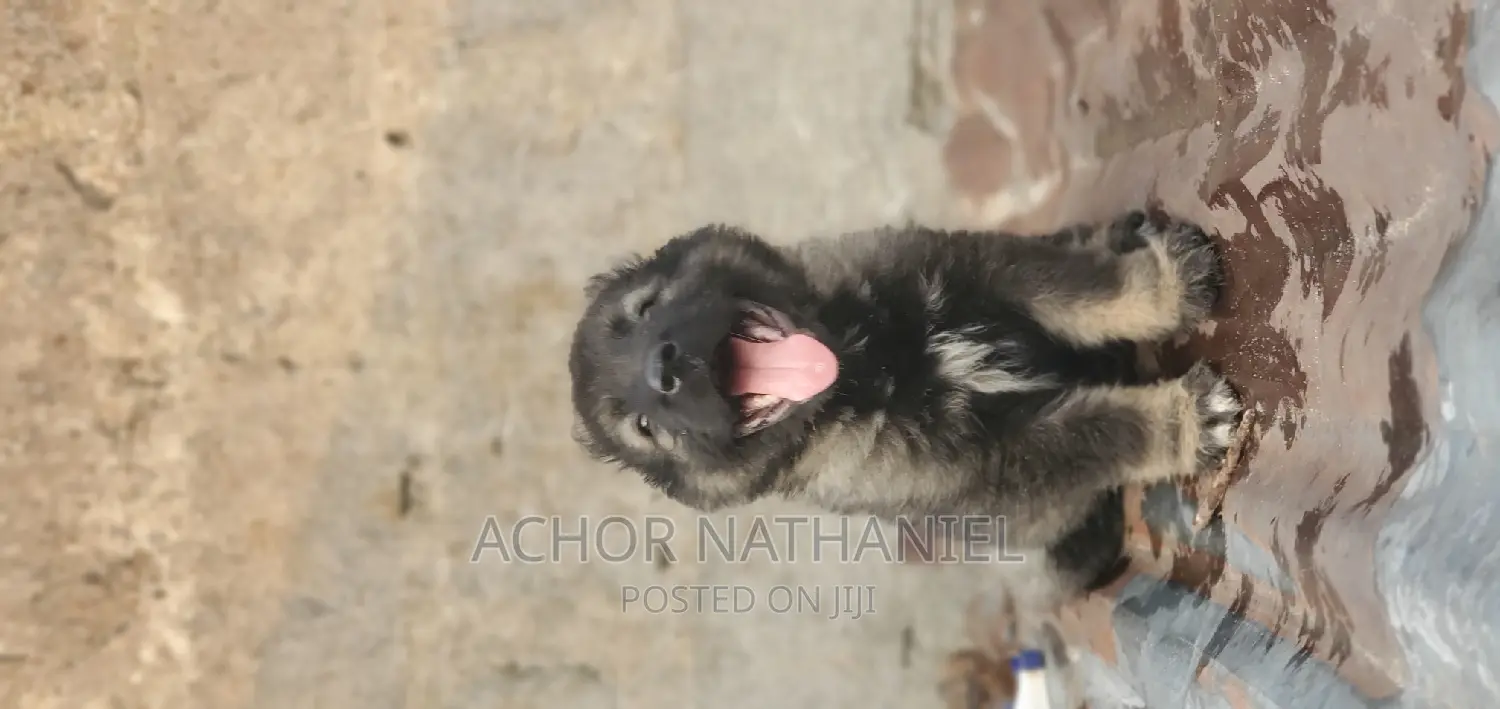 1-3 months Male Purebred Caucasian Shepherd