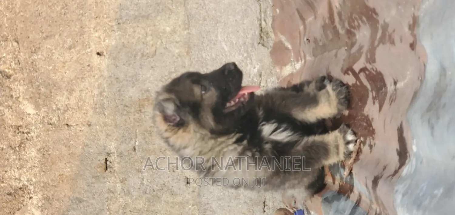 1-3 months Male Purebred Caucasian Shepherd