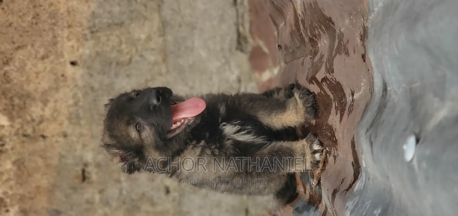 1-3 months Male Purebred Caucasian Shepherd