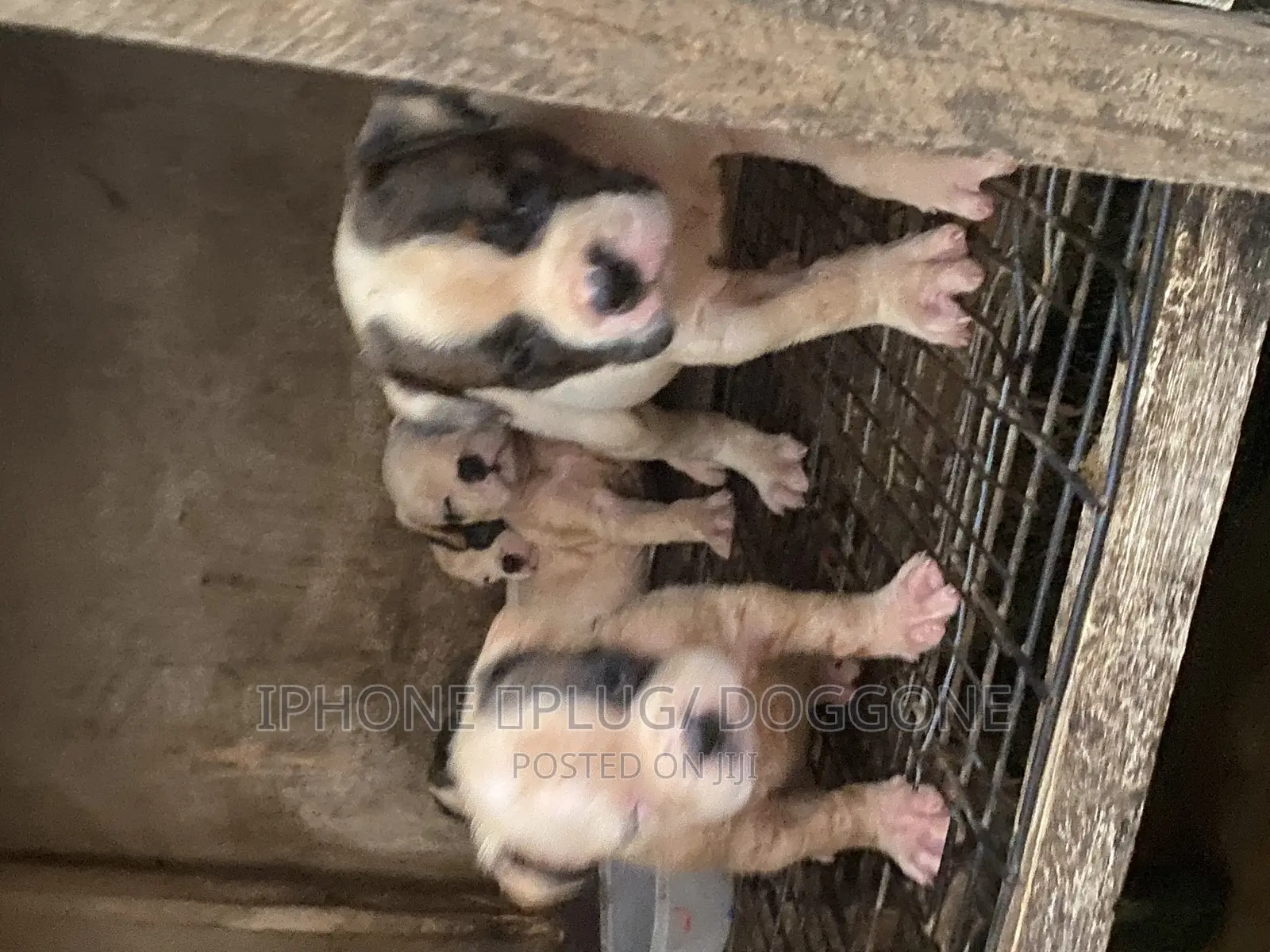 1-3 months Female Purebred American Bulldog