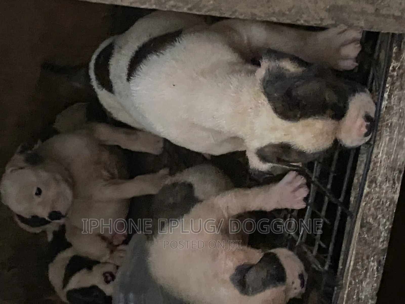 1-3 months Female Purebred American Bulldog