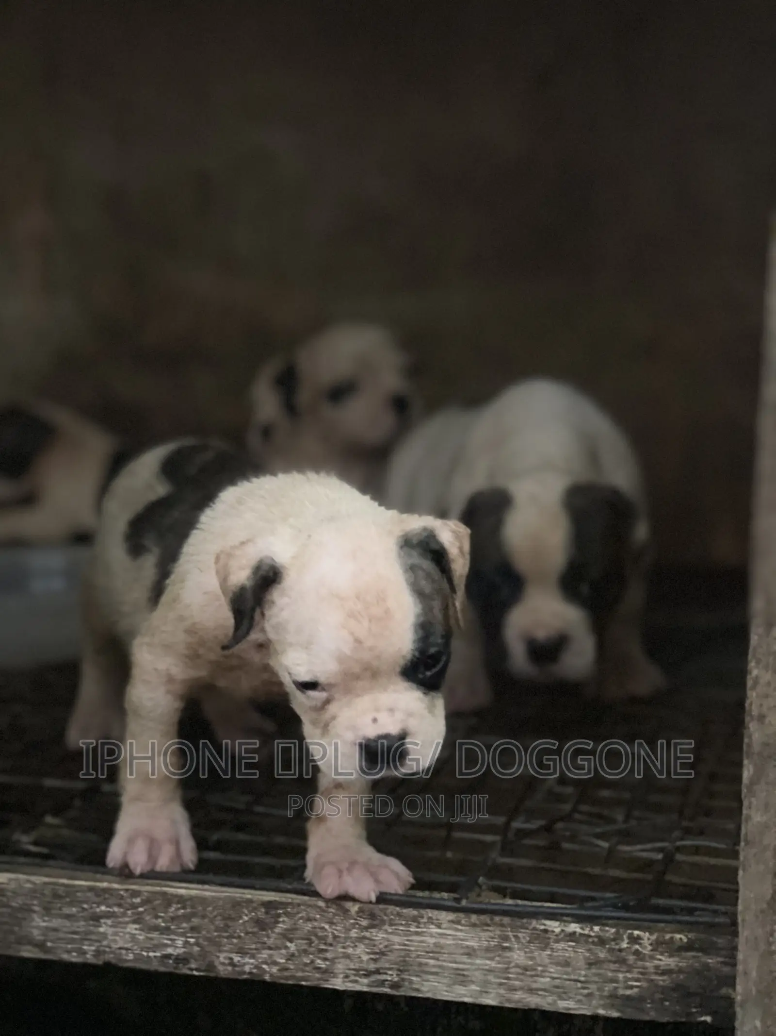 1-3 months Female Purebred American Bulldog