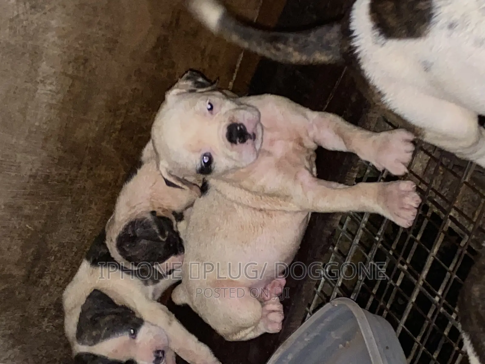 1-3 months Female Purebred American Bulldog