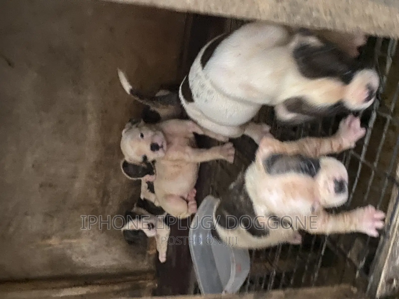 1-3 months Female Purebred American Bulldog