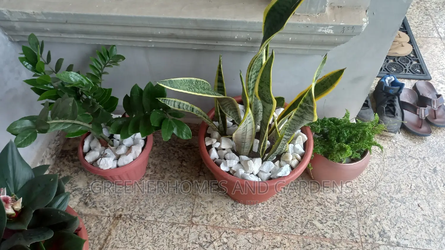 Sansevieria Plant A.K.A Snakeplant